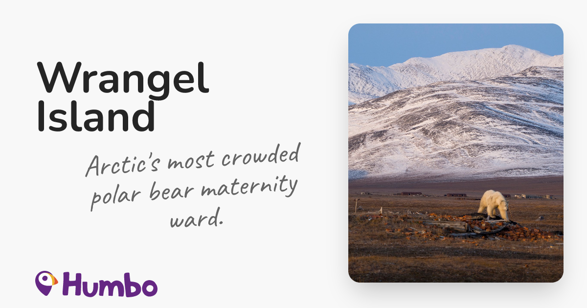 Wrangel Island - Arctic's most crowded polar bear maternity ward.